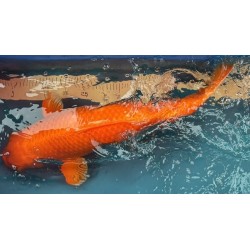 koi Benigoi 65 cm