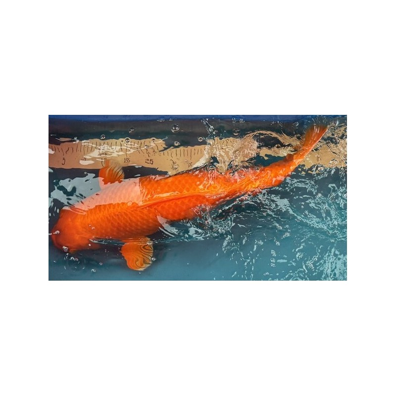 koi Benigoi 65 cm