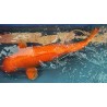 koi Benigoi 65 cm