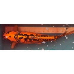 Koi Mizuho Ogon de 68 cm