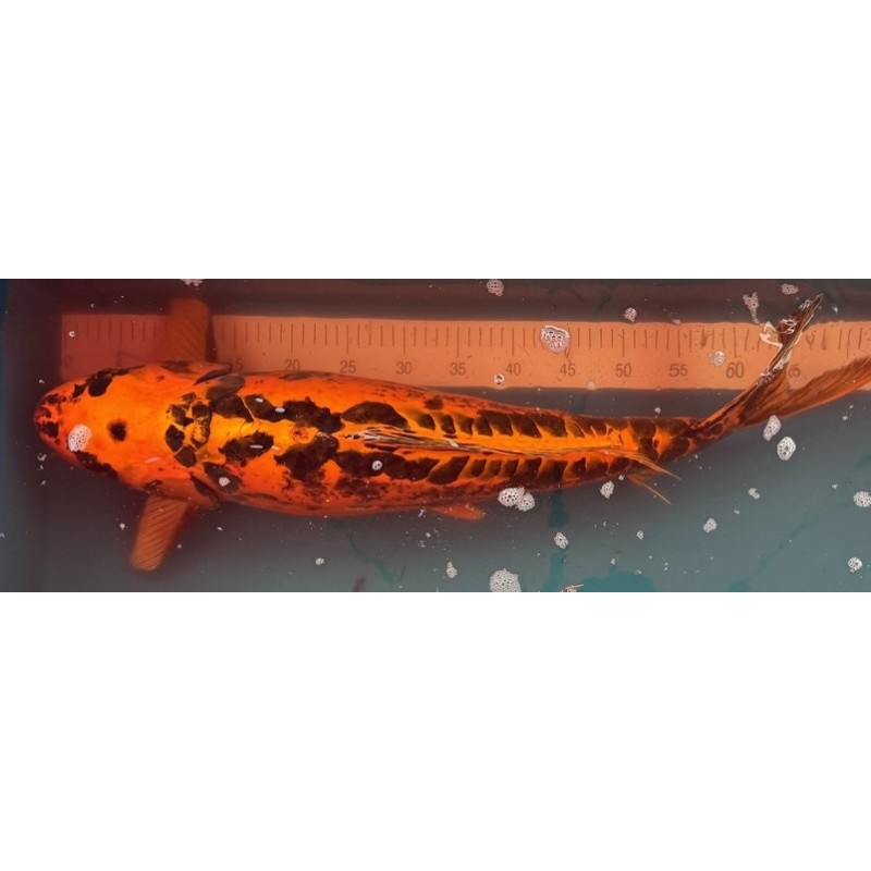 Koi Mizuho Ogon de 68 cm