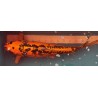 Koi Mizuho Ogon de 68 cm