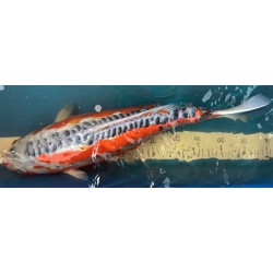 Koi Hi Sushui de 50 cm