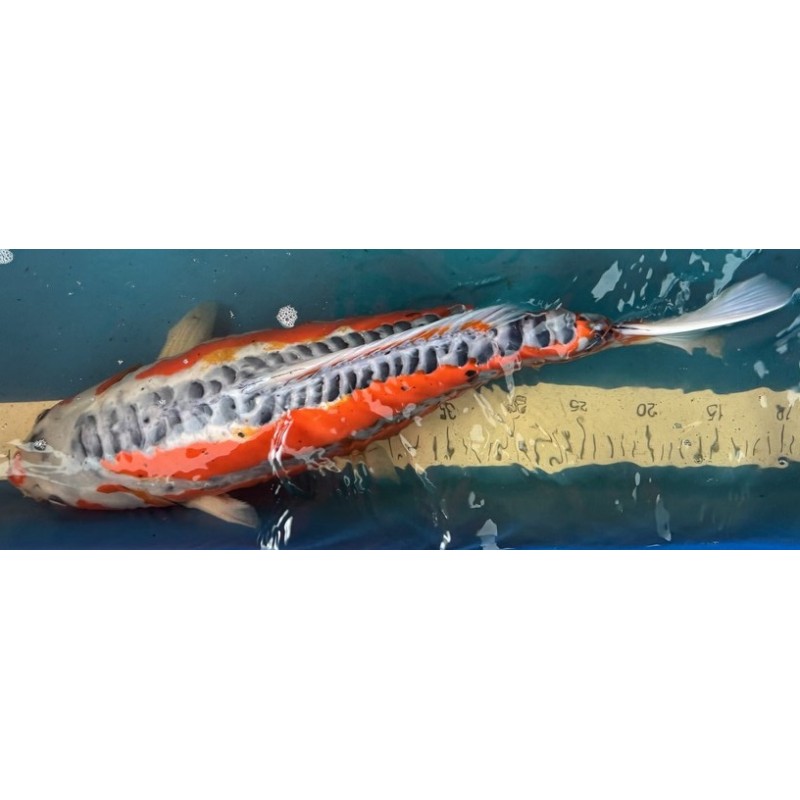 Koi Hi Sushui de 50 cm