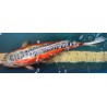 Koi Hi Sushui de 50 cm