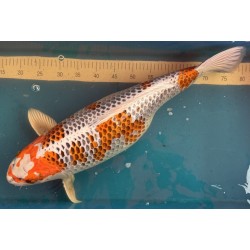 Koi Kujaku de 65 cm