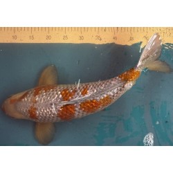 Koi Ochiba Shigure Girin de 51 cm