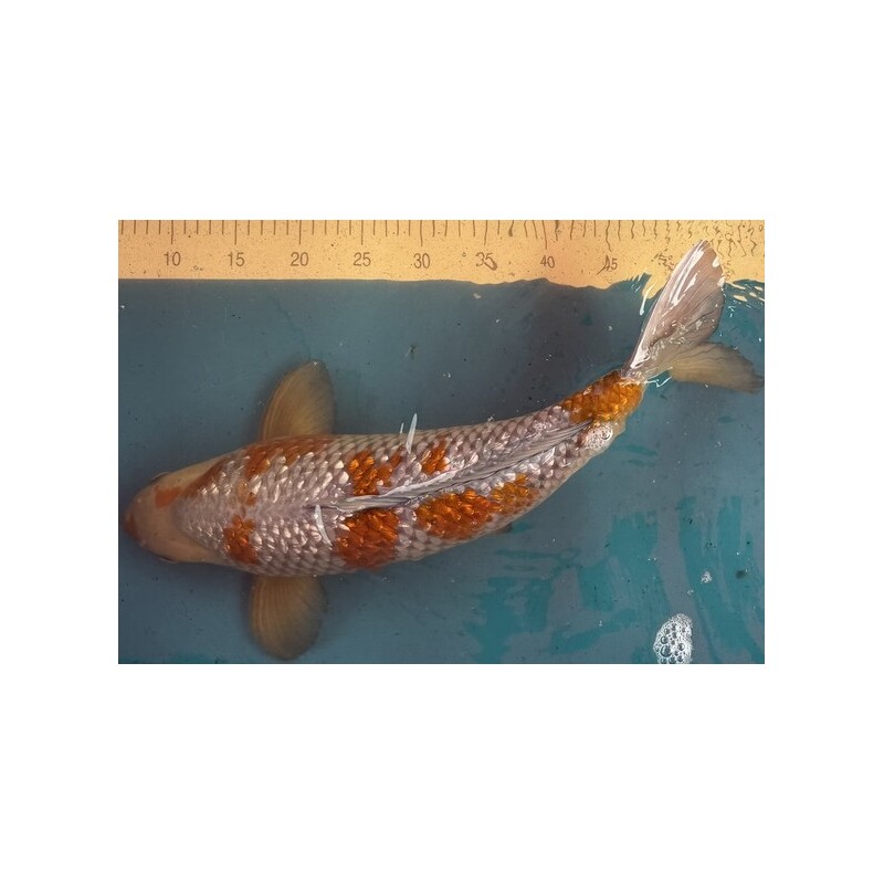 Koi Ochiba Shigure Girin de 51 cm