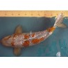 Koi Ochiba Shigure Girin de 51 cm