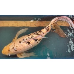 Koi Bekko Voile de 79 cm