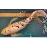 Koi Bekko Voile de 79 cm