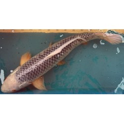 Koi Asagi de 69 cm
