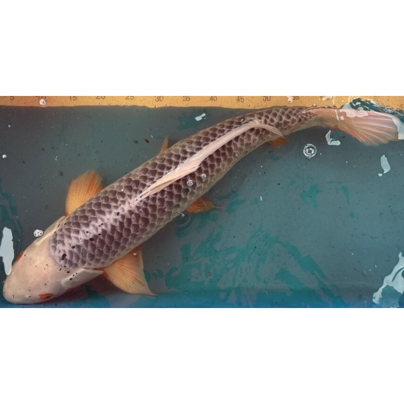 Koi Asagi de 69 cm