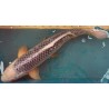 Koi Asagi de 69 cm