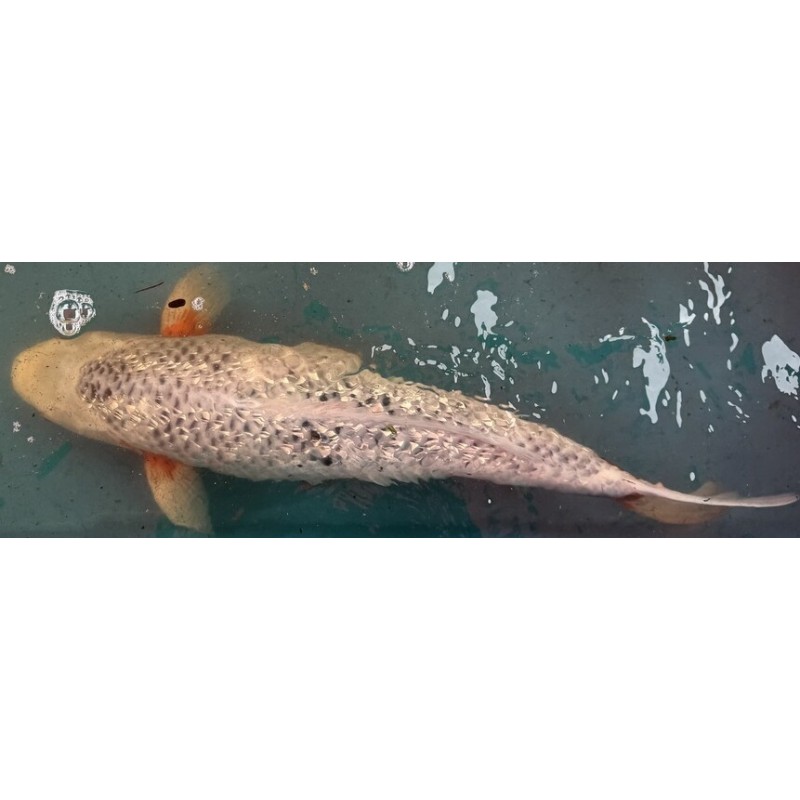 Koi Asagi Girin de 60 cm