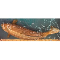 Koi Chagoi de 70 cm