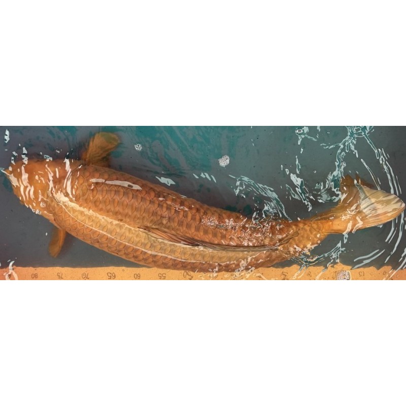 Koi Chagoi de 70 cm
