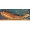 Koi Chagoi de 70 cm