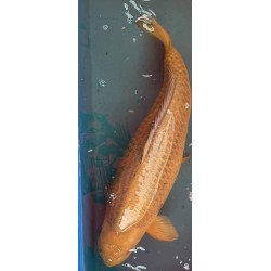 Koi Chagoi de 70 cm