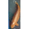 Koi Chagoi de 70 cm