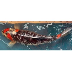 Koi Goshiki de 47 cm