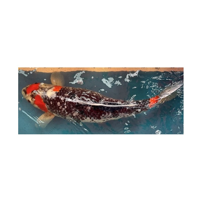 Koi Goshiki de 47 cm