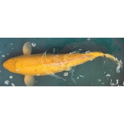 Koi KiGoi de 60 cm