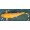 Koi KiGoi de 60 cm