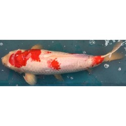 Koi Kohaku de 57 cm
