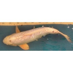 Koi Purachina Ogon de 48 cm