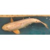 Koi Purachina Ogon de 48 cm