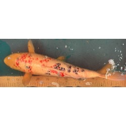 Koi Sanke de 56 cm
