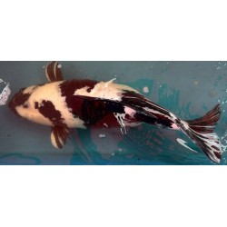 Koi Shiro Utsuri de 47 cm