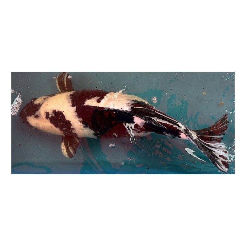 Koi Shiro Utsuri de 47 cm