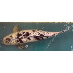 Koi Shiro Utsuri de 56 cm