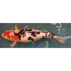 Koi Showa de 63 cm