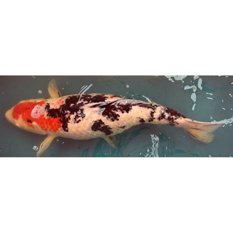 Koi Showa de 63 cm