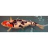 Koi Showa de 63 cm