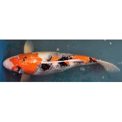Koi Showa de 66 cm