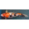 Koi Showa de 66 cm