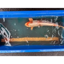 Koi Kujaku de 63 cm