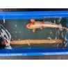 Koi Kujaku de 63 cm