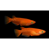 Oryzia Latipes orange