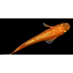 Oryzia Latipes orange