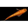 Oryzia Latipes orange