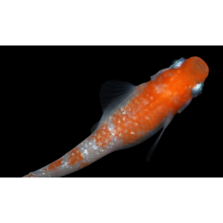 Oryzia Latipes Kokaku