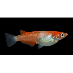 Oryzia Latipes Kokaku