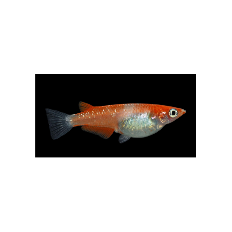 Oryzia Latipes Kokaku