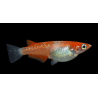 Oryzia Latipes Kokaku