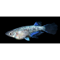 Oryzia Latipes miyuki voile